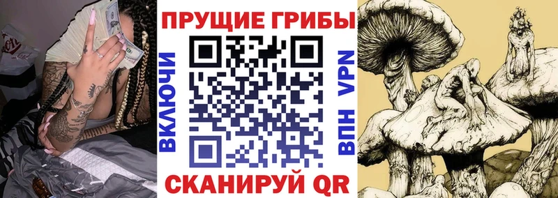 Галлюциногенные грибы GOLDEN TEACHER Купить закладки Ильский